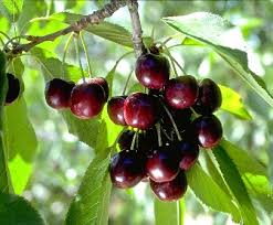 Black Tartarian Sweet Cherry Fruit Seeds for Planting