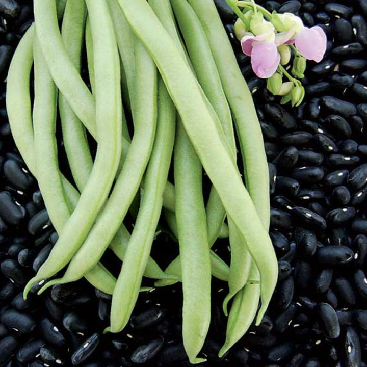 Black Bean Valentine Heirloom Non Gmo Beans Non Gmo Flower Seeds Home Garden Planting, Exotic