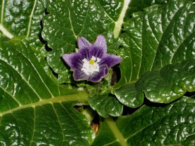 Black Mandrake Mandragora Autumnalis Planting Seeds - Non-GMO, Heirloom