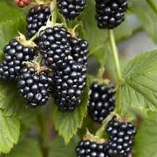 Blackberry Fruit Seed Collection for Planting | Heirloom Non-GMO Organic Garden Seeds