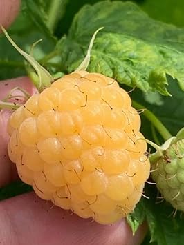 Blackberry Seeds for Planting | Heirloom Non-GMO Organic Garden Seeds for Fresh, Juicy Blackberries