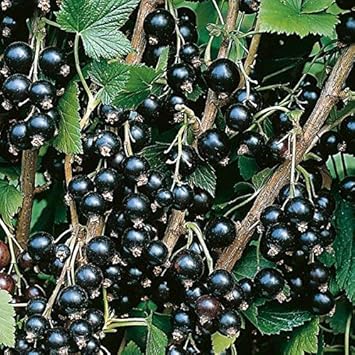 Blackcurrant Fruit Seeds for Planting