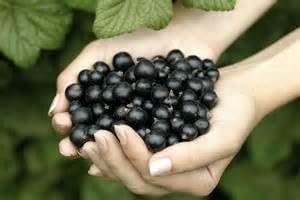 Blackcurrant Fruit Seeds for Planting