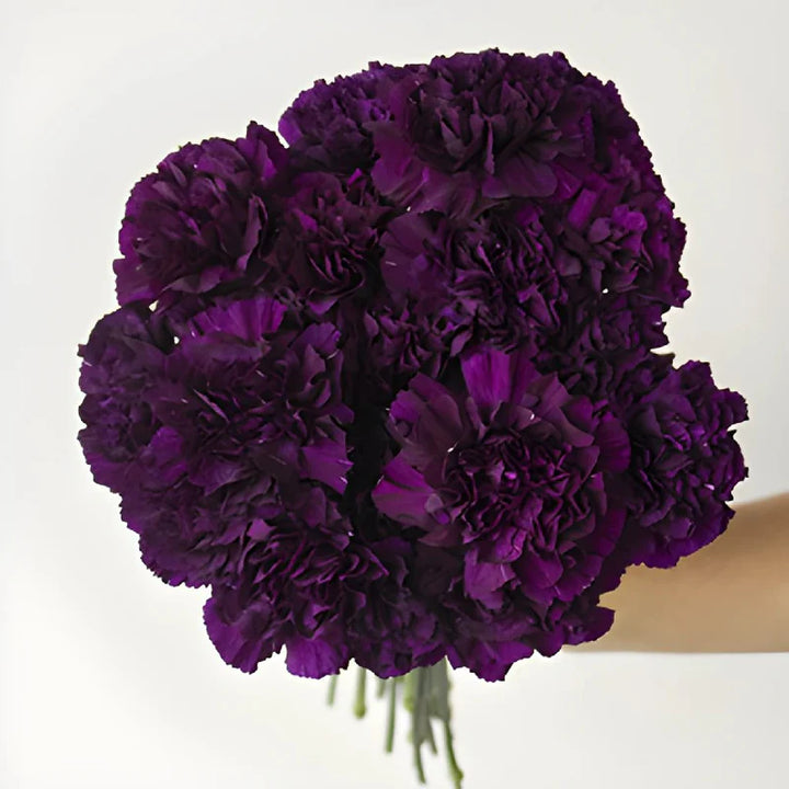 Deep Purple Carnation Seeds for Planting – Organic, Heirloom, Non-GMO Flower Seeds