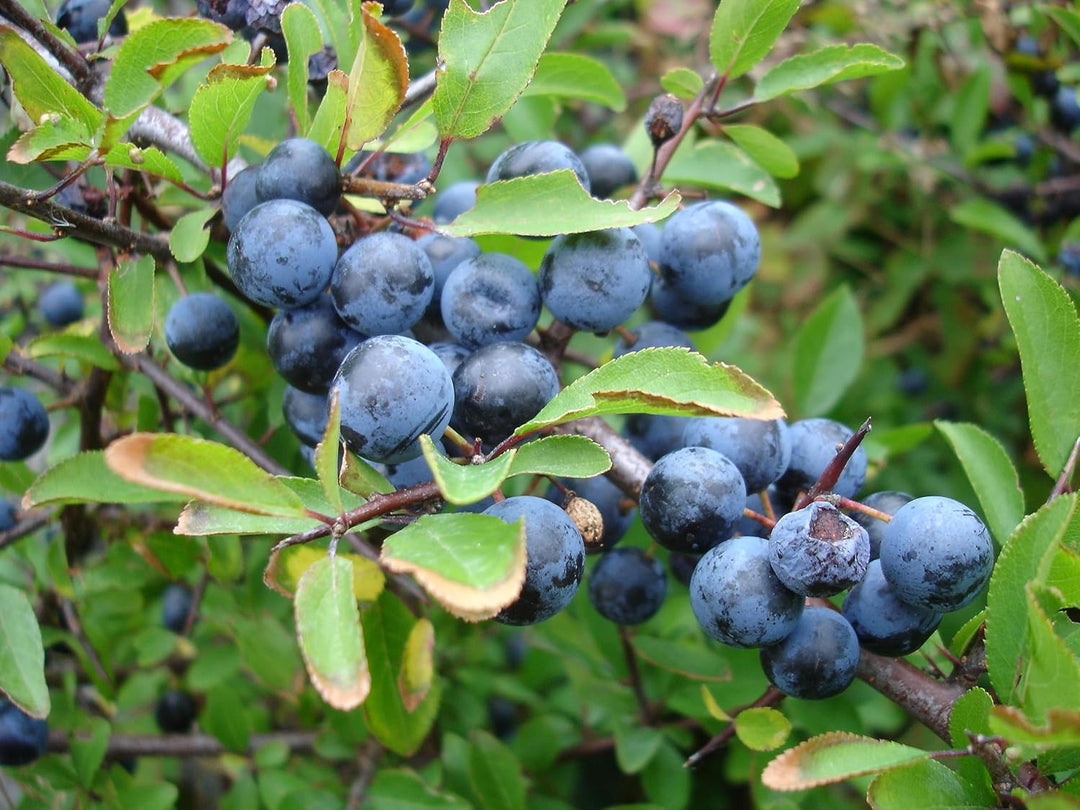 Blackthorn Fruit Seeds