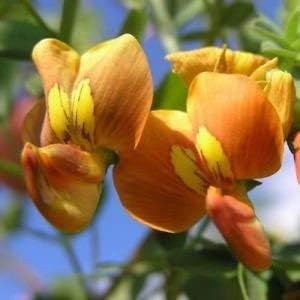 Bladder Senna Bush Plant Seeds for Planting