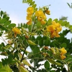 Bladder Senna Bush Plant Seeds for Planting