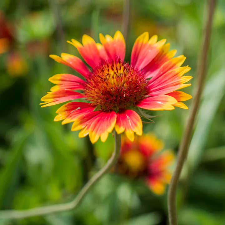 Gul Rød Aristata Blomsterfrø til udplantning - 100 stk