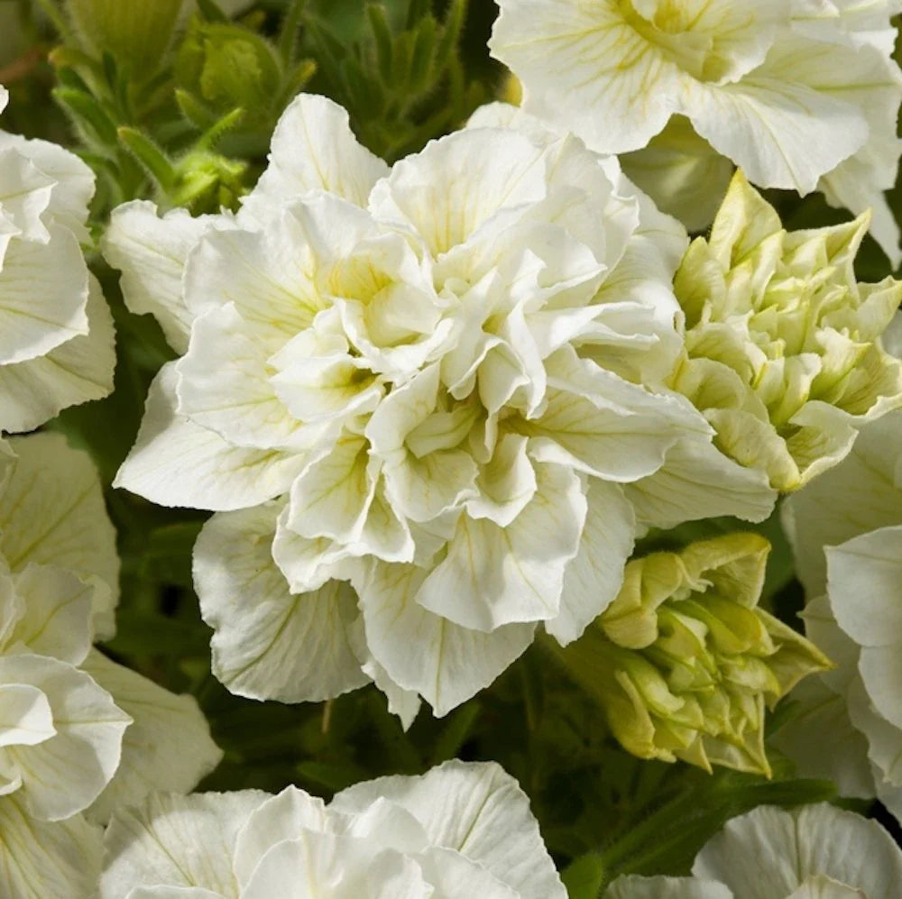 hanging petunia flower seeds
