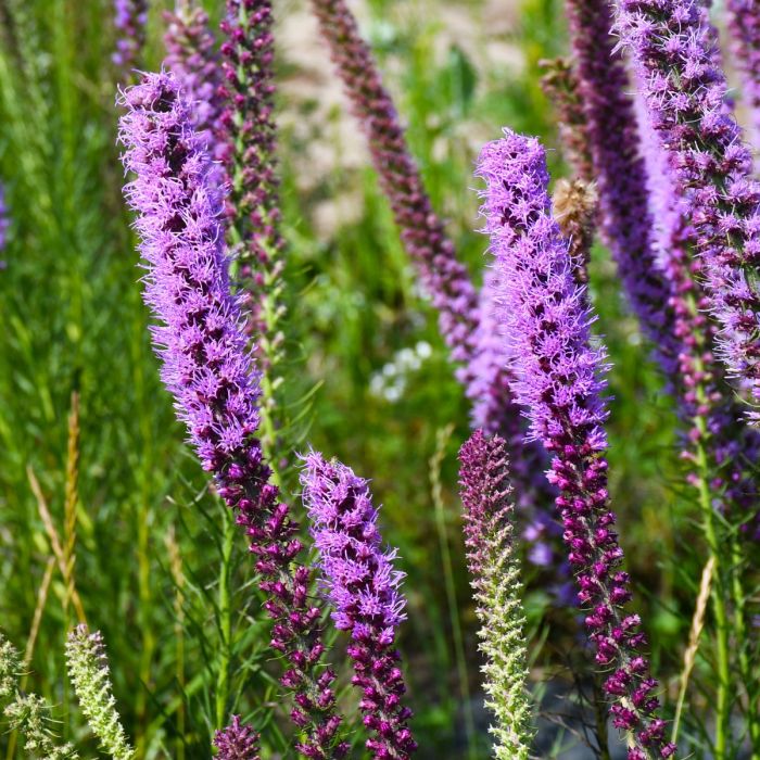 Lavender Liatris Flower Seeds for Planting 100 pcs