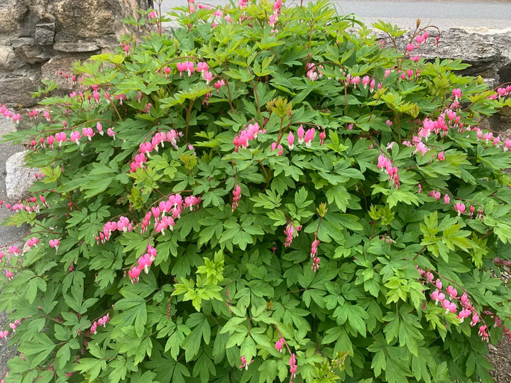 Hjerte Blomsterfrø til udplantning - Pink &amp; Hvid 100 stk