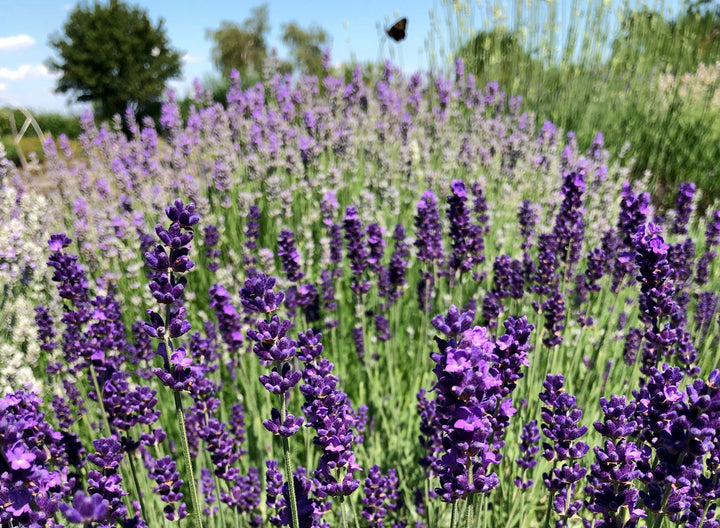 Lavanda Blomsterfrø til udplantning - 100 stk