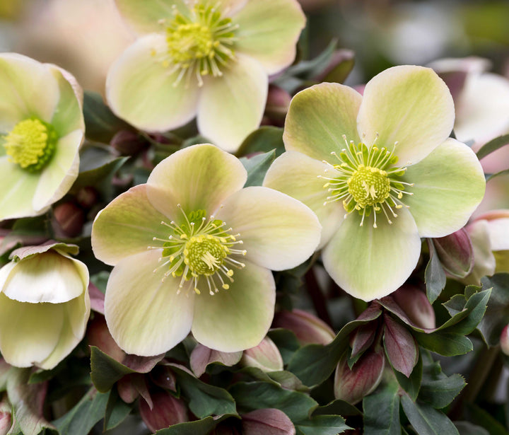 Hellebore Lysegrønne Blomsterfrø til Plantning 100 stk