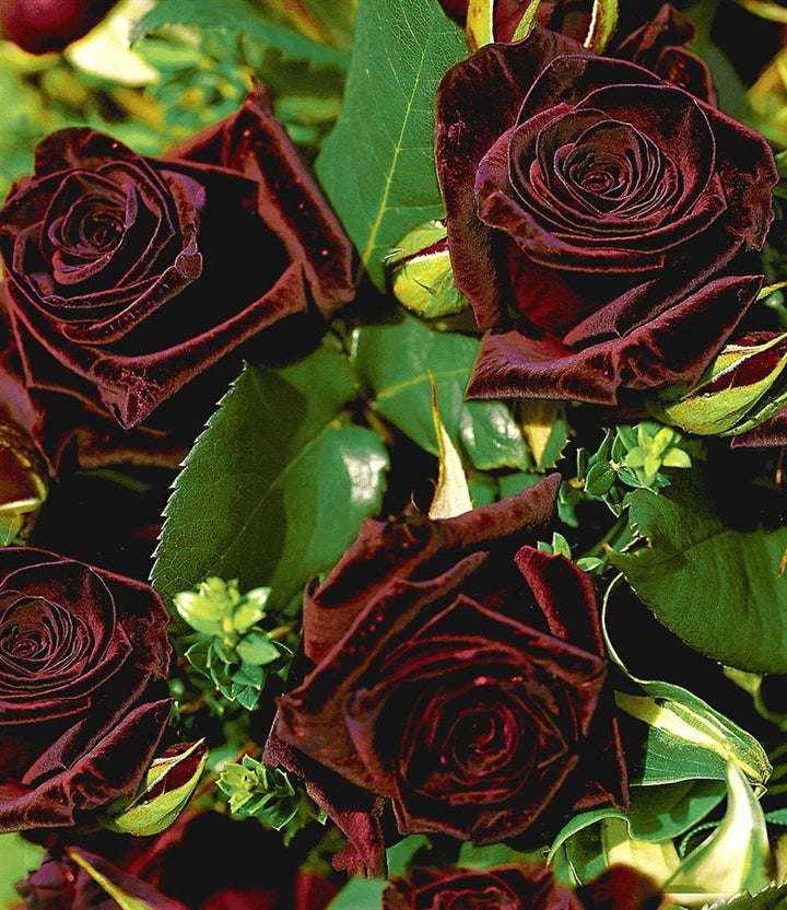 Deep Red  Rose Flower Seeds for Planting, 100 pcs