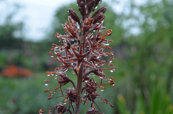 Eremurus blomsterfrø til plantning - 100 stk