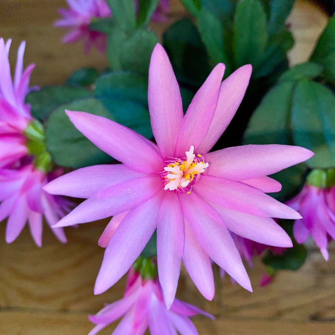 pink light flower seeds