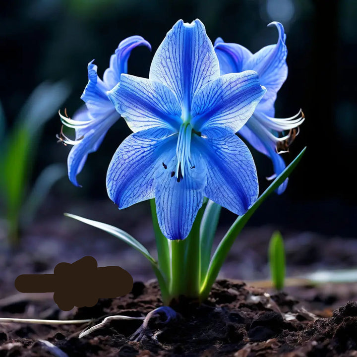 Blue Amaryllis Flower Seeds – Heirloom Non-GMO Seeds for Garden Planting