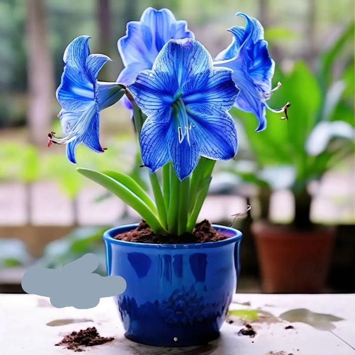Blue Amaryllis Flower Seeds – Heirloom Non-GMO Seeds for Garden Planting