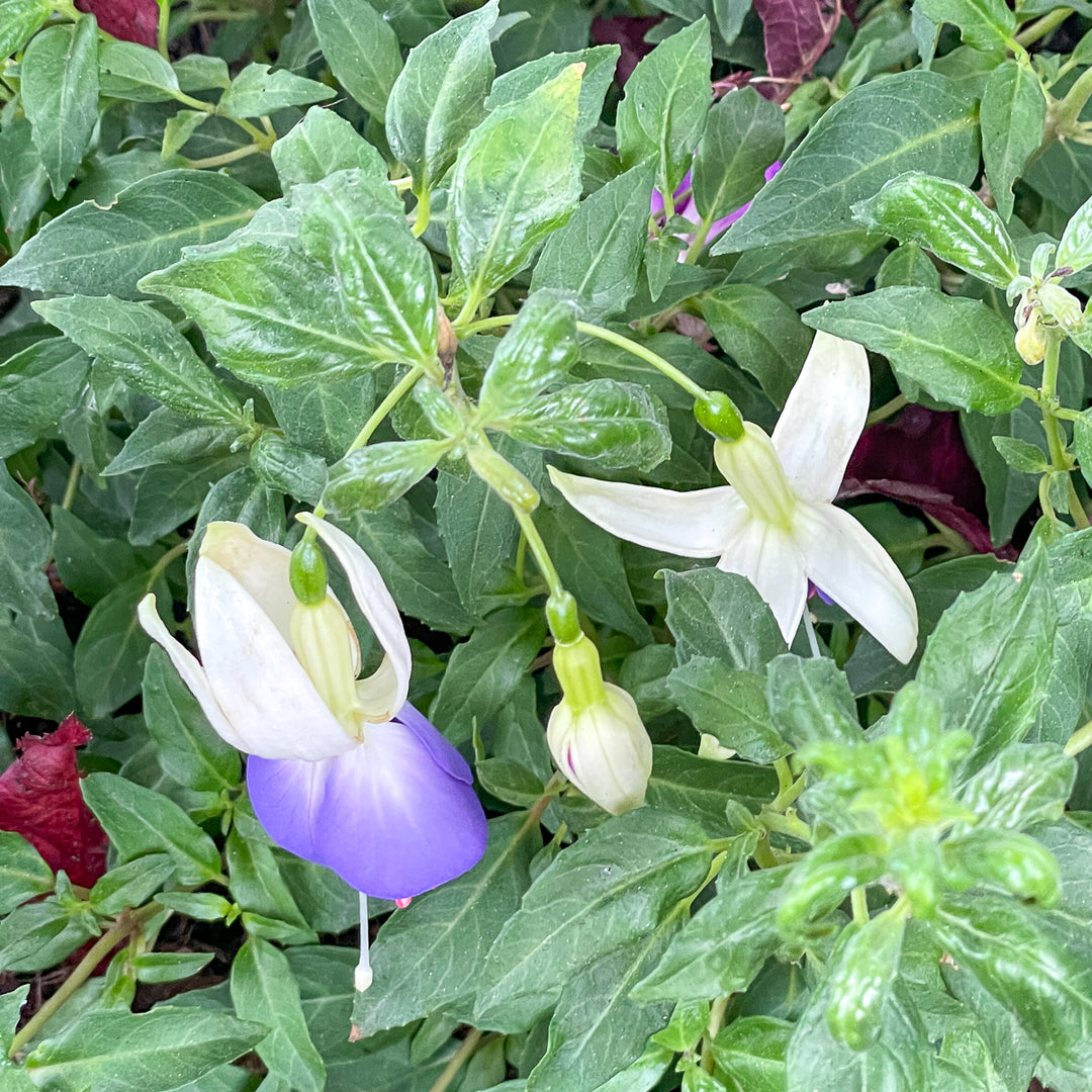 Heirloom Blue White Fuchsia Flower Seeds for Planting - Non-GMO, High Germination Organic Rare Blooming Garden Seeds
