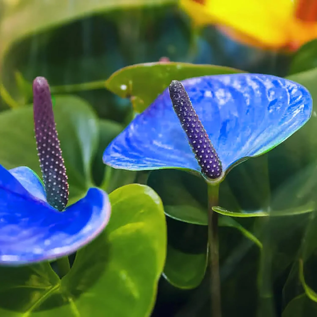 blue yellow flower seeds