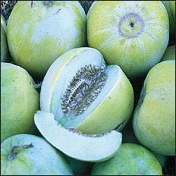 Blue Cantaloupe Fruit Seeds for Planting