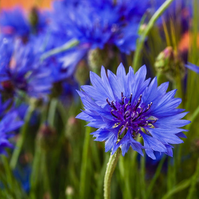 Organic Heirloom Purple Centaurea Cyanus Flower Seeds for Planting – Non-GMO Cornflower Blooms, High Germination