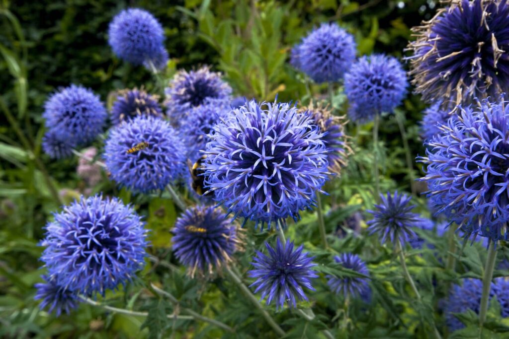heirloom echinops flower seeds