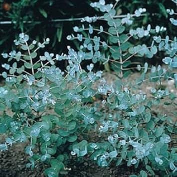 Blue Eucalyptus Seeds