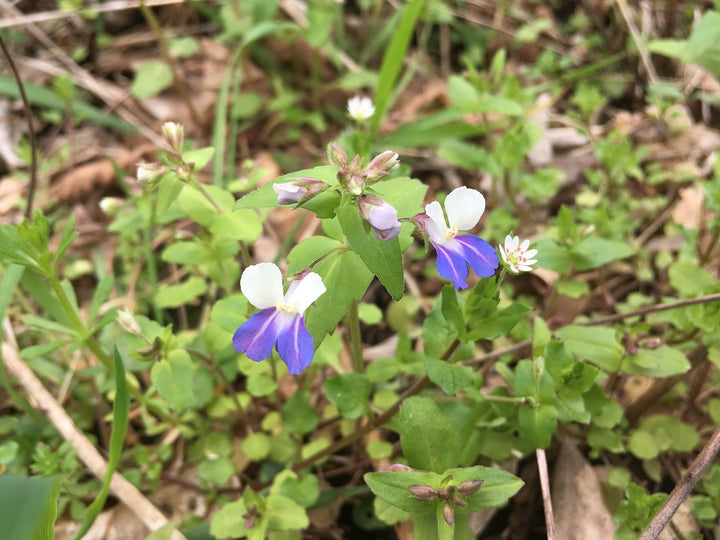 Heirloom Collinsia Verna Flower Seeds for Planting – Non-GMO, High Germination Organic Spring Blooming Garden Seeds
