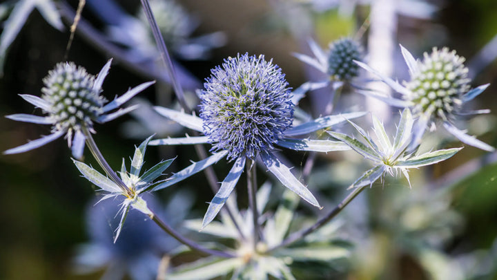 Heirloom Non-GMO Hobbit Sea Holly Eryngium Flower Seeds for Planting – Unique Spiky Blooms | High Germination