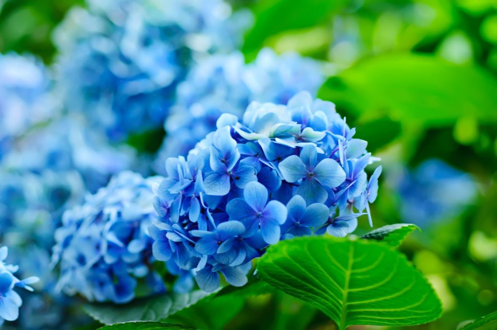 Heirloom Deep Blue Hydrangea Flower Seeds – Non-GMO High Germination Seeds for Planting Stunning Garden Blooms
