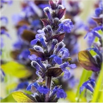 Blue Hyssop Seeds for Planting
