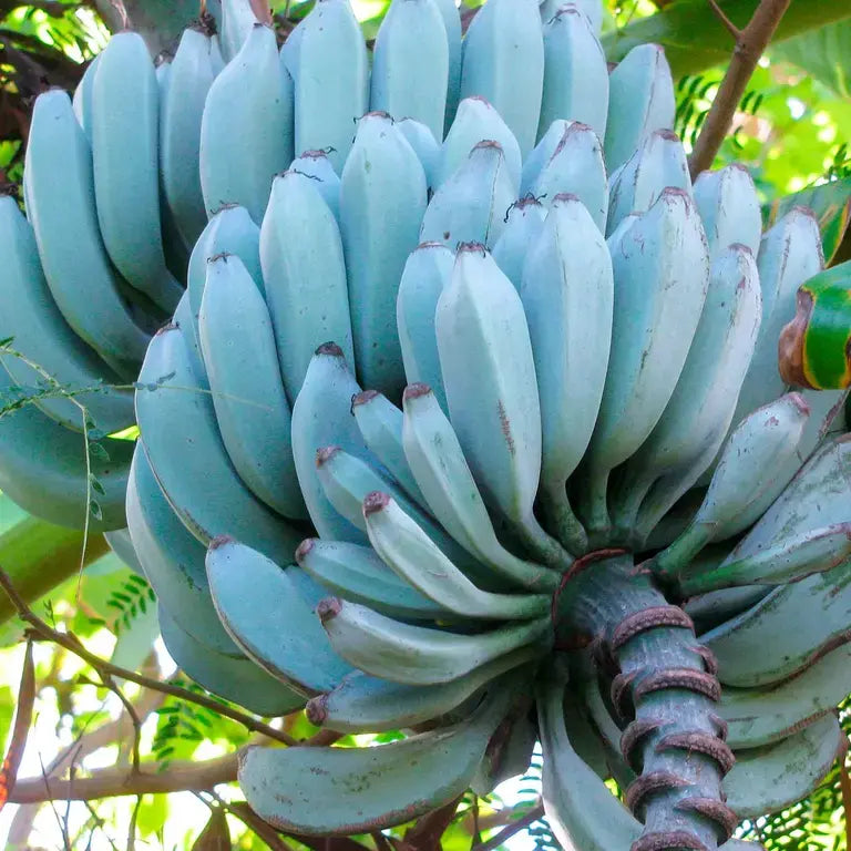 Blue Java Banana (Ice Cream Banana) Fruit Seeds for Planting