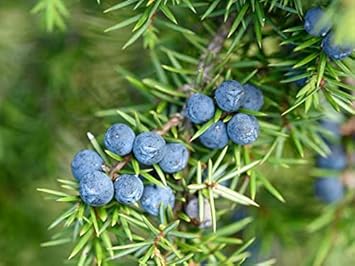 Blue Juniper Berry Seeds for Planting