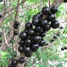 Blue Nipple Fruit Seeds for Planting | Heirloom Non-GMO Organic Seeds for Colorful, Unique Garden Fruits