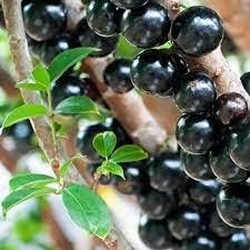 Blue Nipple Fruit Seeds for Planting | Heirloom Non-GMO Organic Seeds for Colorful, Unique Garden Fruits