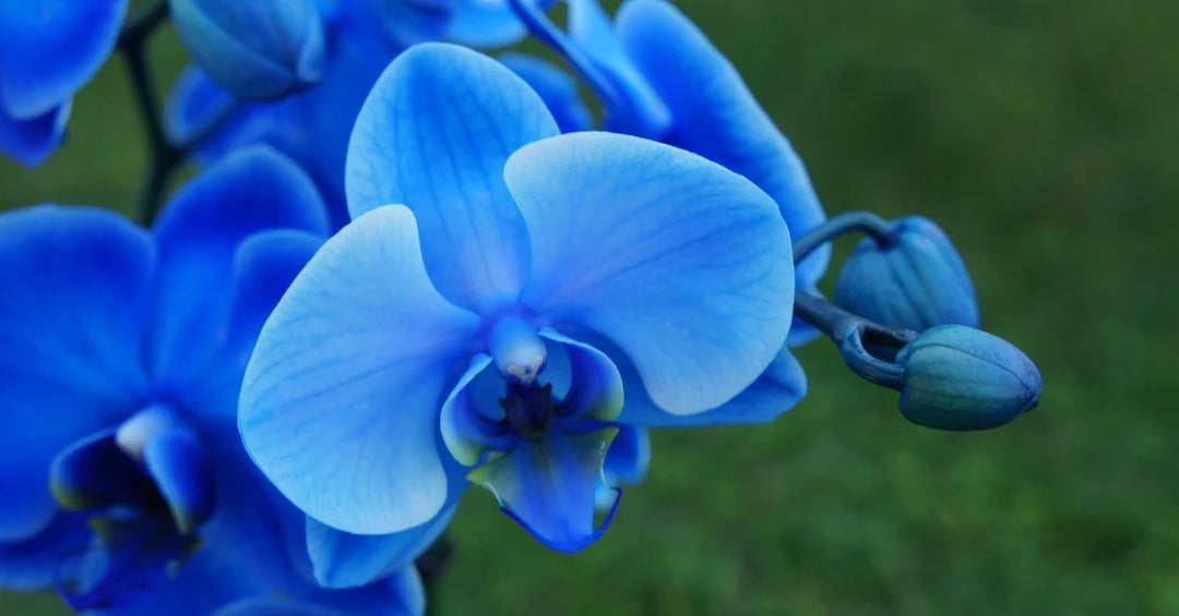 blue orchid flower seeds Organic Sky Blue Orchid Flower Seeds for Planting – Fresh, Heirloom, Non-GMO Seeds
