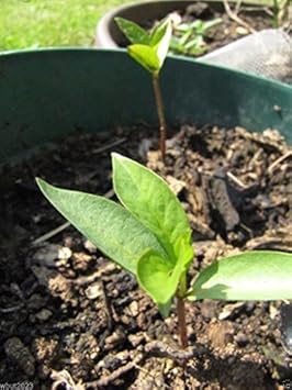 Blue Sausage Fruit Seeds for Planting | Heirloom Non-GMO Organic Seeds for Unique, Exotic Garden Fruits