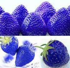 Blue Strawberry Fruit Seeds for Planting