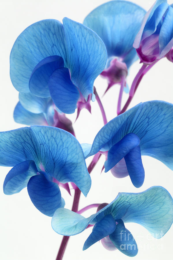 pea flower flower seeds