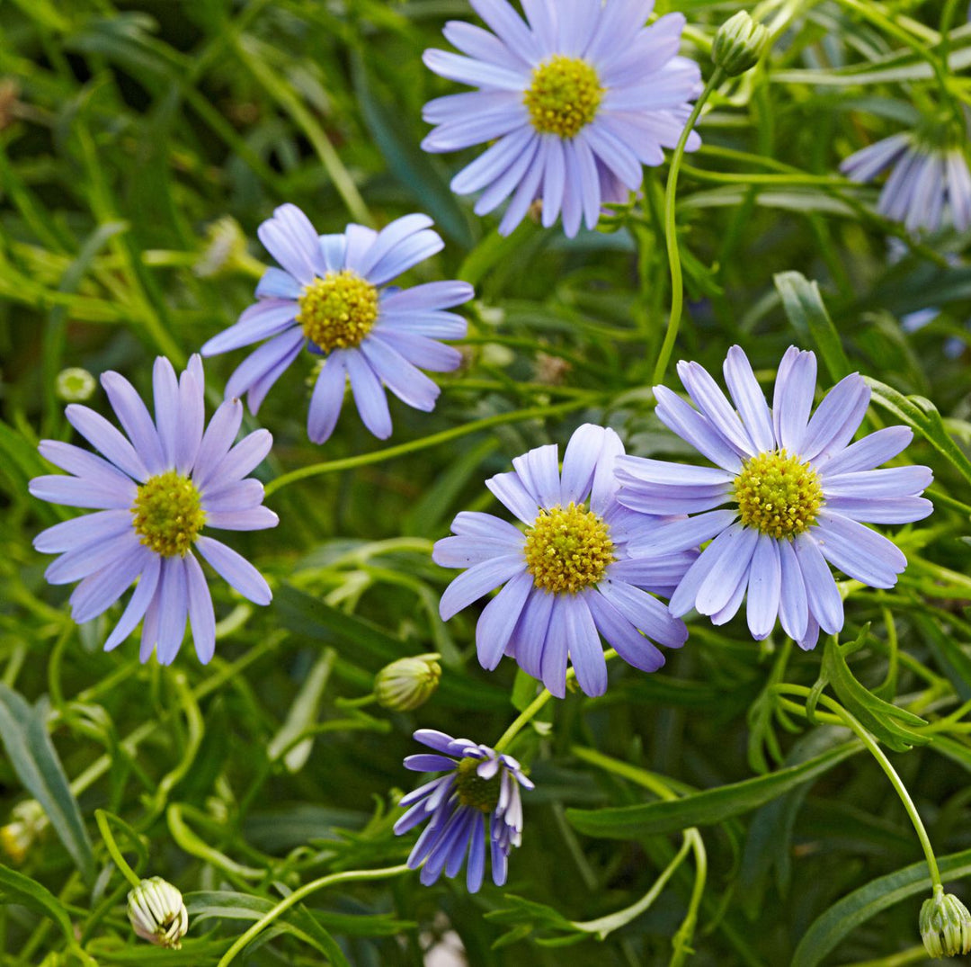 heirloom non flower seeds