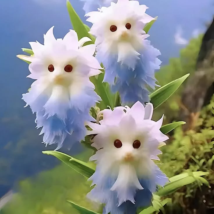 Blue Cat's Eye Dazzle Flower Seeds for Planting | Heirloom Non-GMO High Germination Organic Garden Seeds Seeds