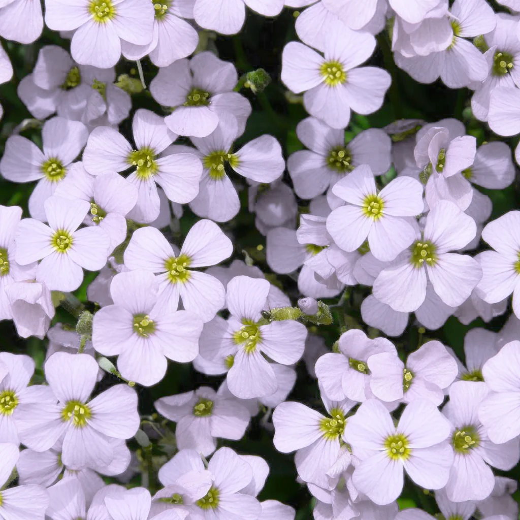 white aubrieta flower seeds