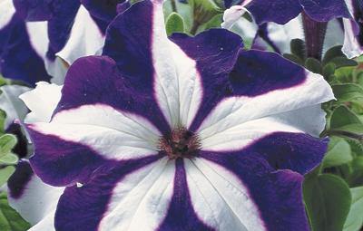 White Blue Star Petunia Seeds for Planting - Heirloom, NON-GMO Flower Seeds - Vibrant Garden Blooms