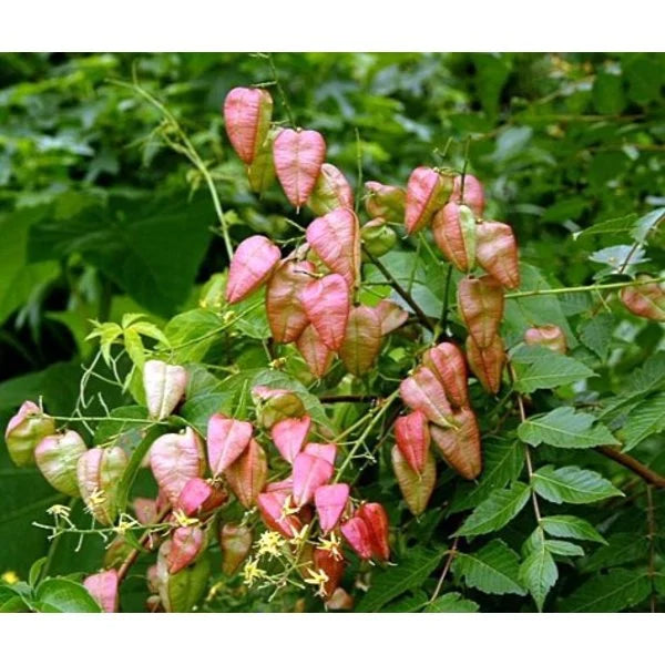 Røde Koelreuteria blomsterfrø til plantning - 100 stk