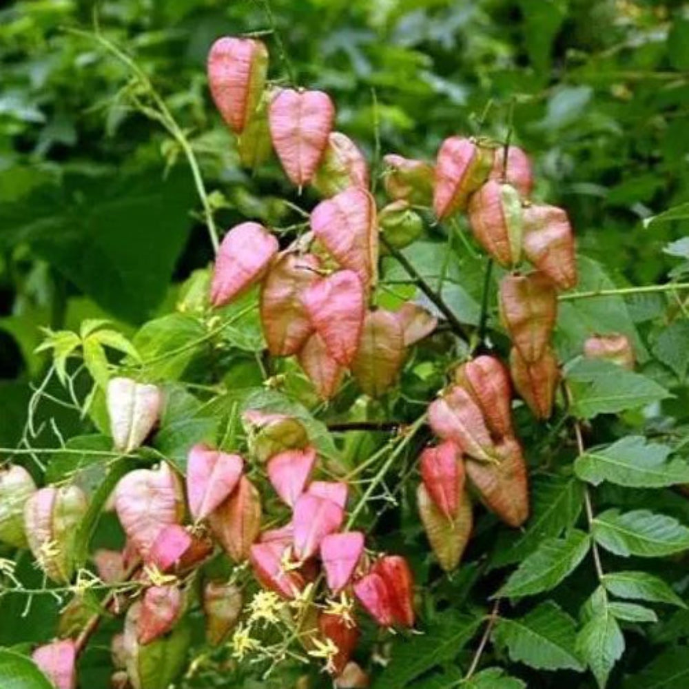 red koelreuteria flower seeds