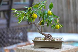 Bonsai Lemon Tree Seeds for Planting