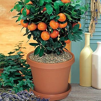 Bonsai Orange Tree Seeds for Planting