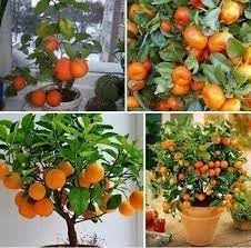 Bonsai Orange Tree Seeds for Planting