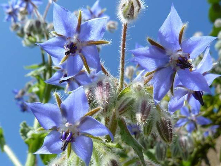 Blå Borage Blomsterfrø til udplantning, Friske, 100 stk